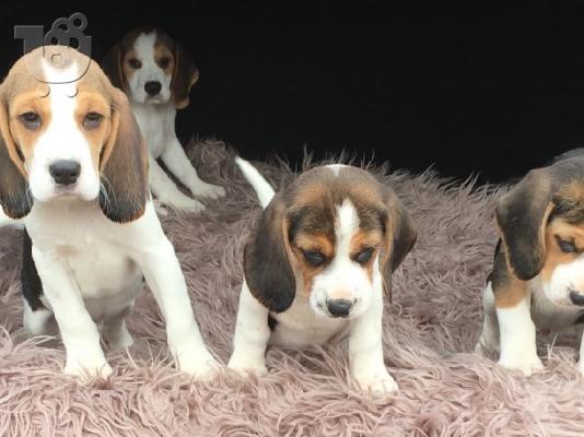 Πανέμορφα κουτάβια Beagle.